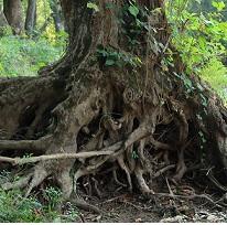 A huge tree at the bottom with a mess of huge tangled roots, in a forest