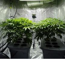 Two very large marijuana plants in pots under a grow light