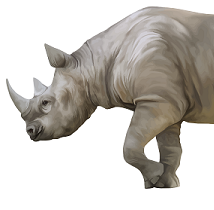 Front half of a side view of a rhino with a big horn