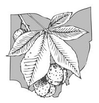 Drawing of a buckeye leaf and nut on top of the state of Ohio