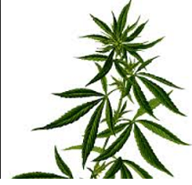 Leaves of marijuana plant