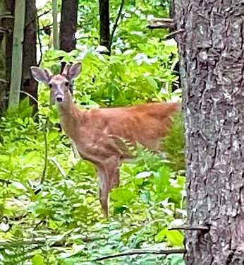 Deer in the woods