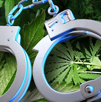 Silver handcuffs laying on green marijuana leaves