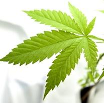 Green marijuana leaf