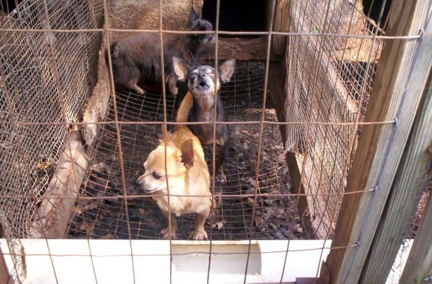 Little brown dog with pointy ears and short legs looking out of a cage with two other dogs behind
