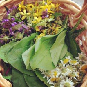 Pretty purple and yellow herbs in a basket with greens and daisies