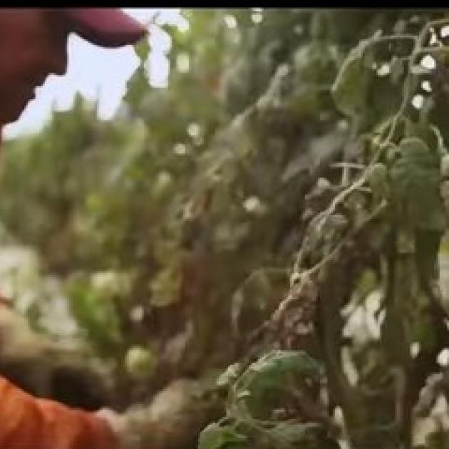 Farmworker picking tomatoes