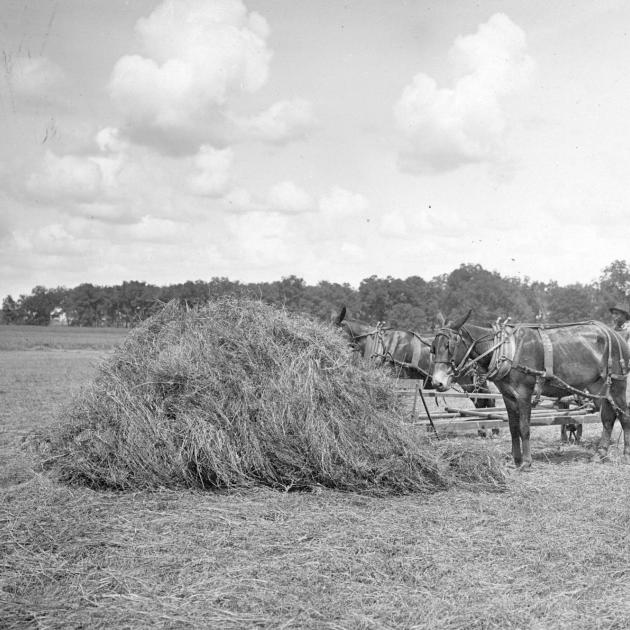 A stack of hemp that looks like straw and some mules in old-fashioned black and white photo