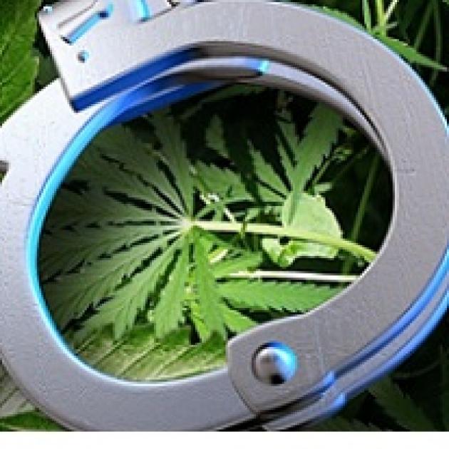 Silver handcuffs laying on marijuana leaves