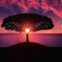 Pink and purple sky at sunset with a black silhouette of a tree with beautiful spread of intricate branches in a mushroom shape against a body of water