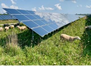 Solar panel on field with sheep grazing around