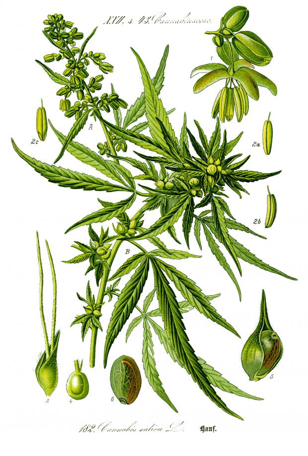Illustration Cannabis sativa clean" by Prof. Dr. Otto Wilhelm Thomé 