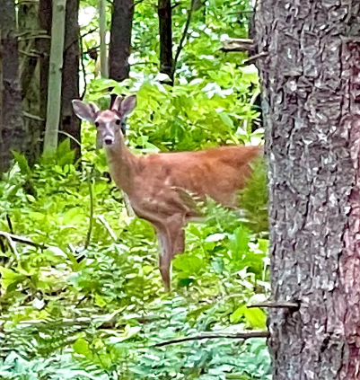 Deer in forest