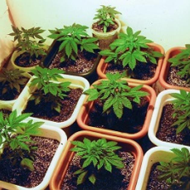 Ten or so little plant pots all with soil and small green marijuana plants in them
