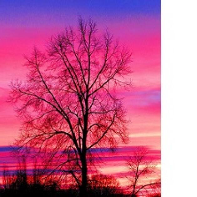 Beautiful pink purple and blue sunrise in he sky and tree with no leaves in front