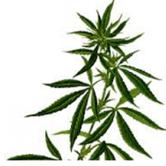 Leaves of marijuana plant