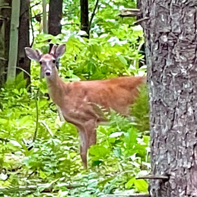 Deer in the woods