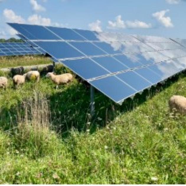 Solar panel on field with sheep grazing around