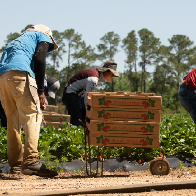 Farmworkers