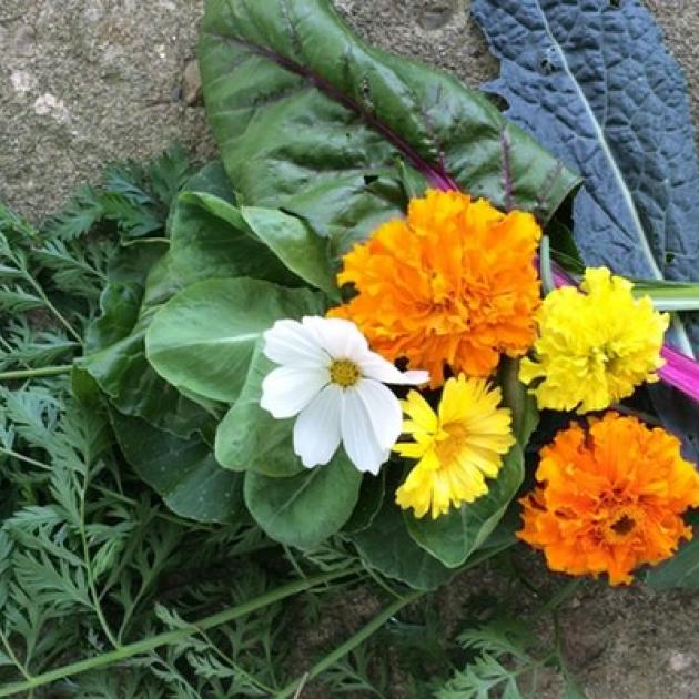 Orange, yellow, white flowers against green leaves