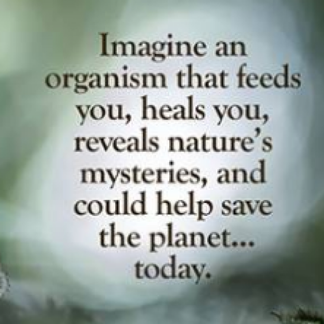 The words Imagine an organism that feeds you, heals you, reveal's nature's mysteries and could help save the planet