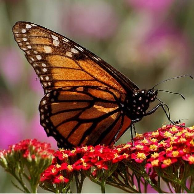 Monarch butterfly