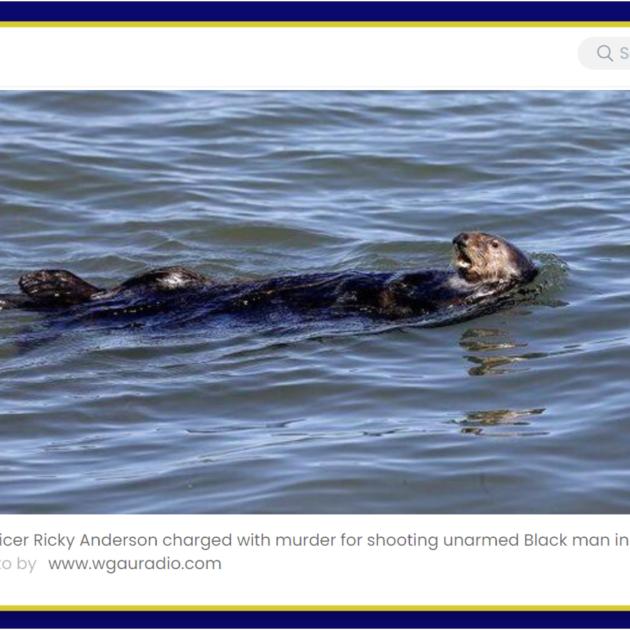 Otter floating on its back