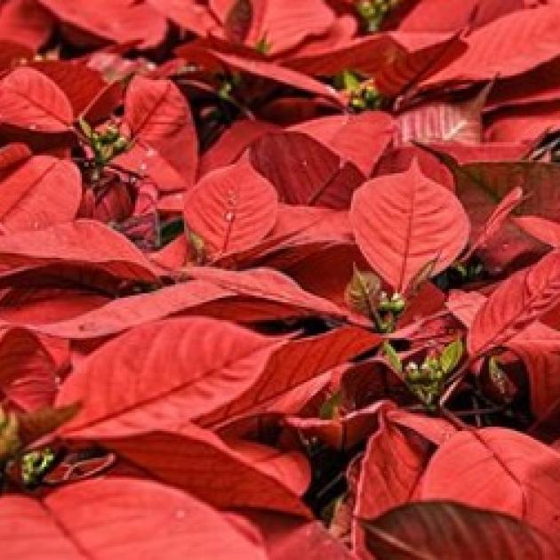 Poinsettas