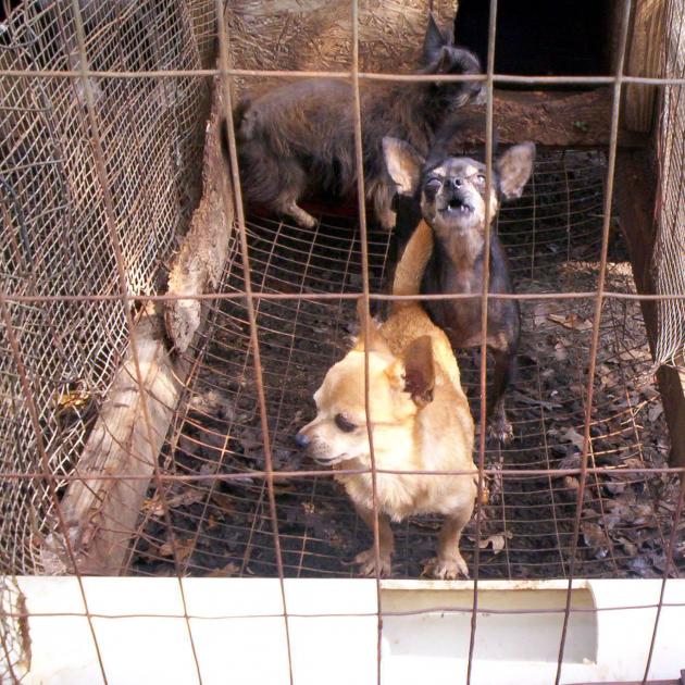 Little brown dog with pointy ears and short legs looking out of a cage with two other dogs behind