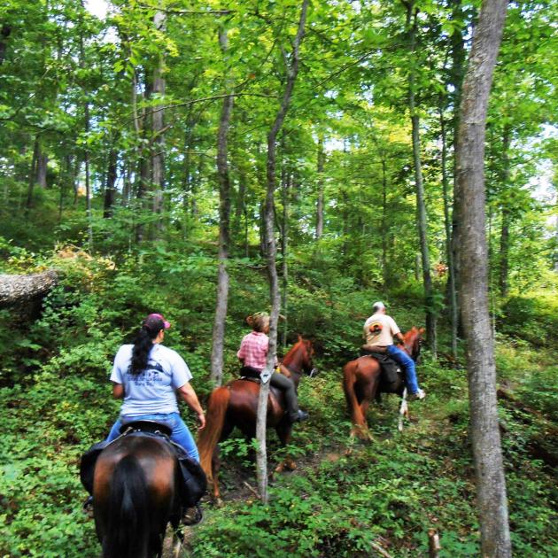 Horseback riders in the woods