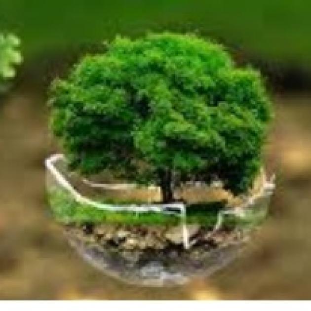 Tree with lots of green leaves in a round glass dish