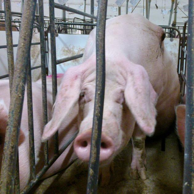 Pig in a cage