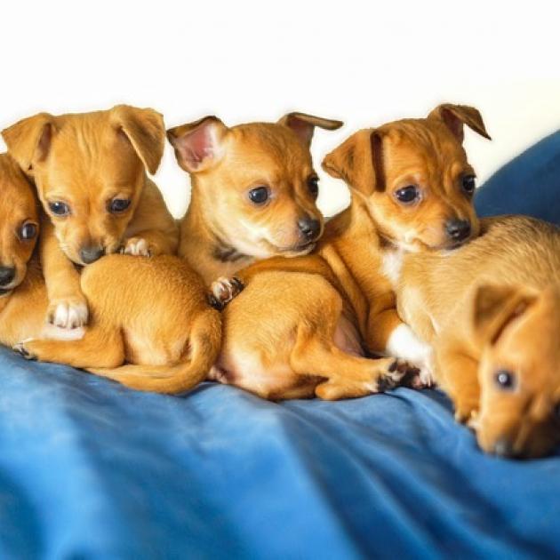 Chihuahua puppies