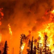 Forest fire