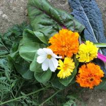 Orange, yellow, white flowers against green leaves