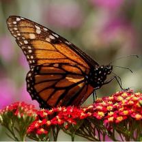Monarch butterfly