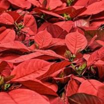 Poinsettas