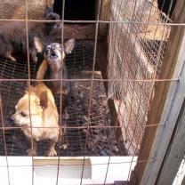 Little brown dog with pointy ears and short legs looking out of a cage with two other dogs behind