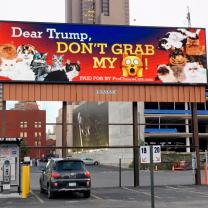 Trump don't grab my - then a picture of a cat - on a billboard