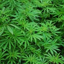 Marijuana