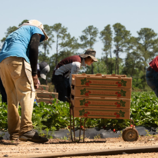 Farmworkers