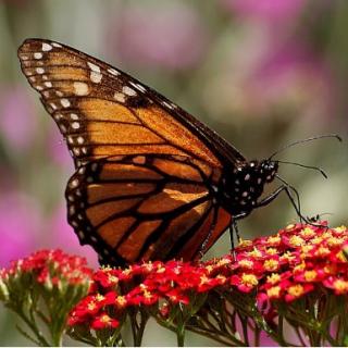 Monarch butterfly
