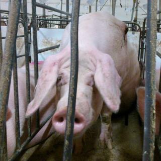 Pig in a cage