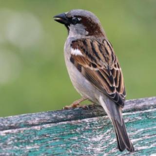 Sparrow